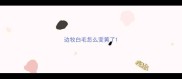 边牧白毛怎么变黄了