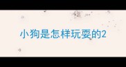 小狗是怎样玩耍的