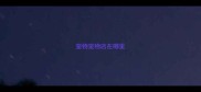 宠物宠物店在哪里