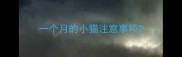 一个月的小猫注意事项