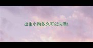 出生小狗多久可以洗澡