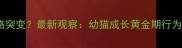 7个月大猫咪性格突变最新观察幼猫成长黄金期行为附训练指南