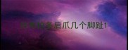 拉布拉多后爪几个脚趾