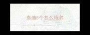 泰迪5个怎么喂养