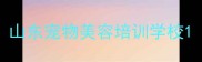山东宠物美容培训学校