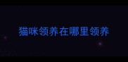 猫咪领养在哪里领养