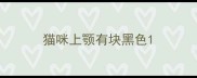 猫咪上颚有块黑色