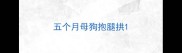 五个月母狗抱腿拱