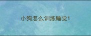 小狗怎么训练睡觉