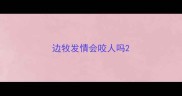 边牧发情会咬人吗