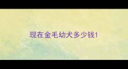 现在金毛幼犬多少钱