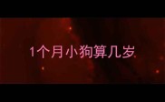 1个月小狗算几岁