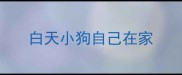 白天小狗自己在家