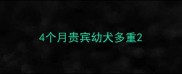 4个月贵宾幼犬多重
