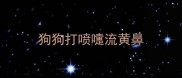狗狗打喷嚏流黄鼻