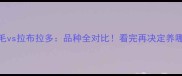 金毛vs拉布拉多品种全对比看完再决定养哪种