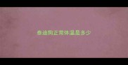 泰迪狗正常体温是多少