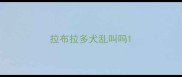 拉布拉多犬乱叫吗