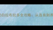 高颜值混血黑色奶白拉布拉多全攻略从选育到养护的保姆级指南