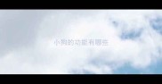 小狗的功能有哪些