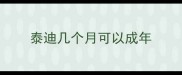 泰迪几个月可以成年