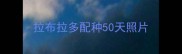 拉布拉多配种50天照片