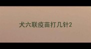 犬六联疫苗打几针