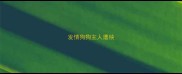 发情狗狗主人遭殃
