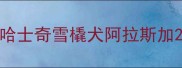 哈士奇雪橇犬阿拉斯加