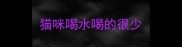 猫咪喝水喝的很少