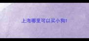 上海哪里可以买小狗