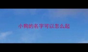 小狗的名字可以怎么起