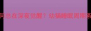 2个月大猫咪为何总在深夜觉醒幼猫睡眠周期紊乱及应对策略