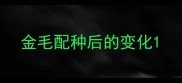 金毛配种后的变化