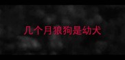 几个月狼狗是幼犬