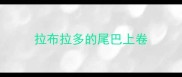 拉布拉多的尾巴上卷