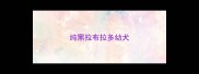 纯黑拉布拉多幼犬