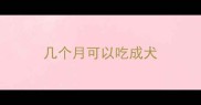 几个月可以吃成犬