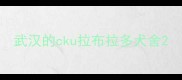 武汉的cku拉布拉多犬舍