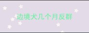 边境犬几个月反群