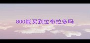 800能买到拉布拉多吗