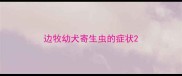 边牧幼犬寄生虫的症状