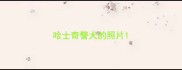 哈士奇警犬的照片