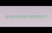 捡来的边牧成犬能养住吗