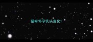 猫咪怀孕乳头变化