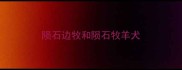 陨石边牧和陨石牧羊犬