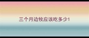 三个月边牧应该吃多少
