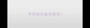 齐齐哈尔金毛剪毛