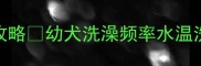 小拉布拉多洗澡全攻略幼犬洗澡频率水温洗后护理保姆级教程