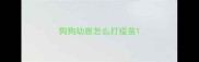 狗狗幼崽怎么打疫苗